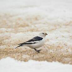 Bruant des neiges