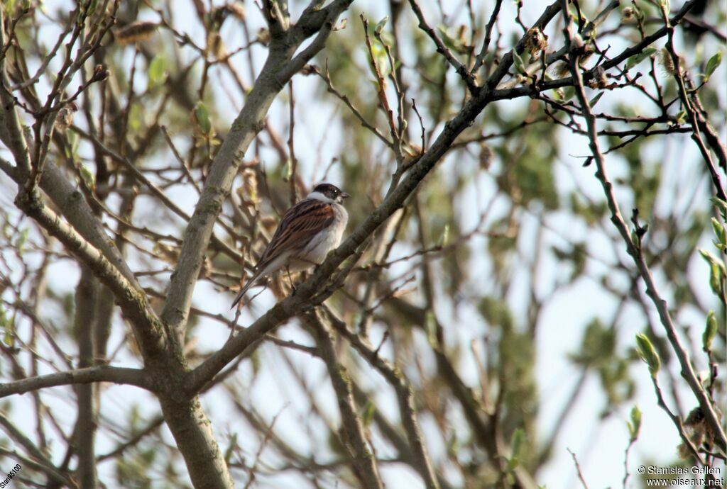 Bruant des roseaux mâle adulte nuptial