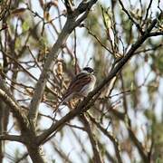 Bruant des roseaux