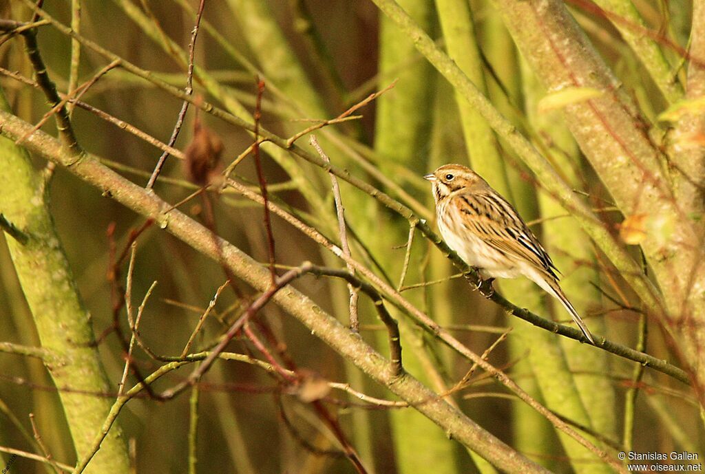 Common Reed Buntingadult transition