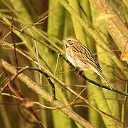 Common Reed Bunting