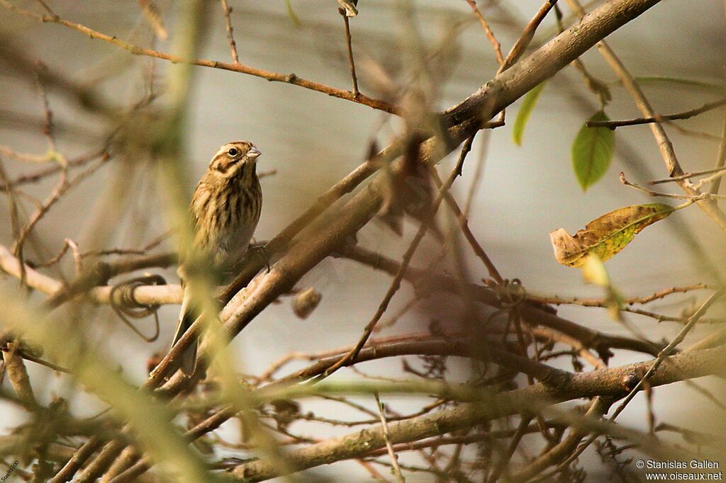 Common Reed Buntingadult transition