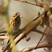 Common Reed Bunting