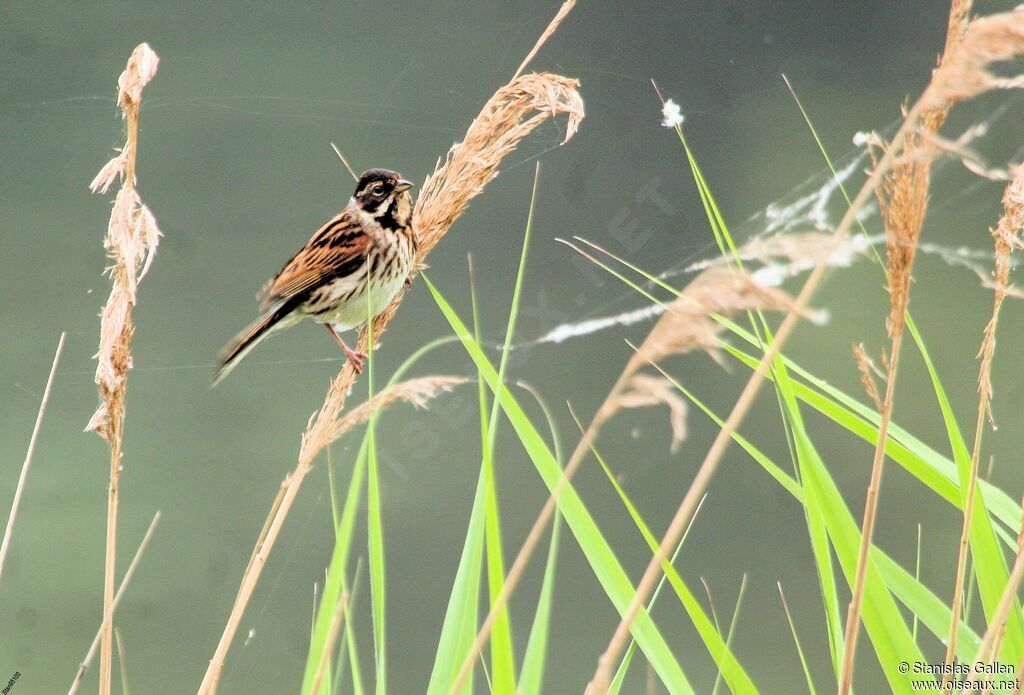 Common Reed Bunting male adult breeding