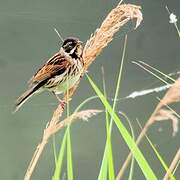 Common Reed Bunting