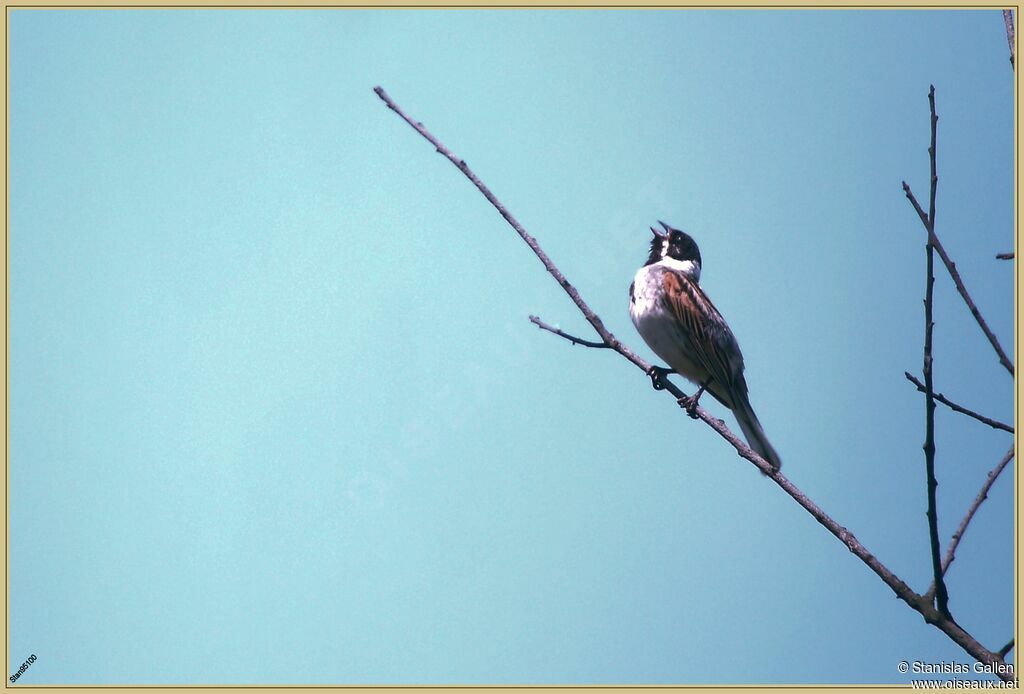 Common Reed Bunting male adult breeding, song