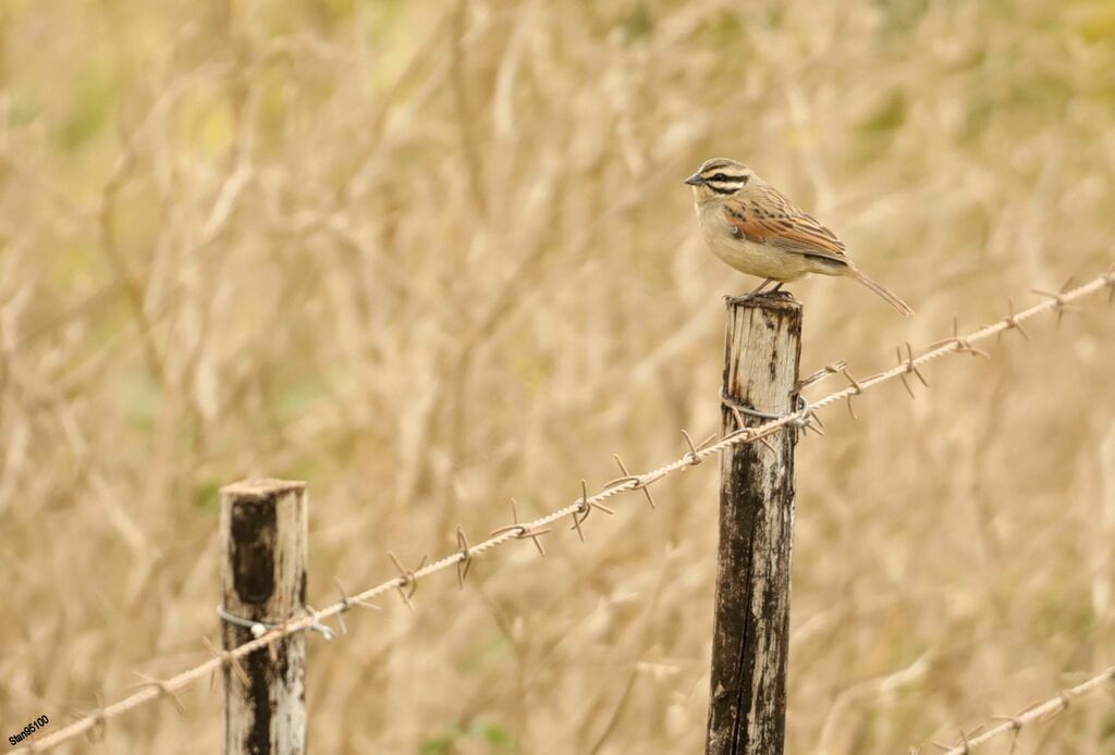 Cape Bunting male adult breeding