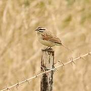 Cape Bunting