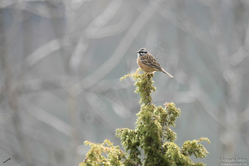 Rock Bunting male adult breeding