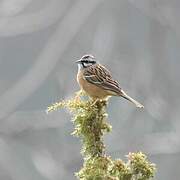 Rock Bunting