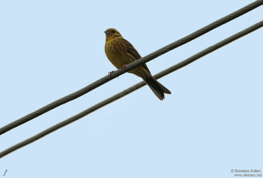 Yellowhammer male adult breeding