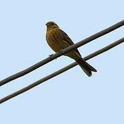 Yellowhammer