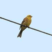 Yellowhammer