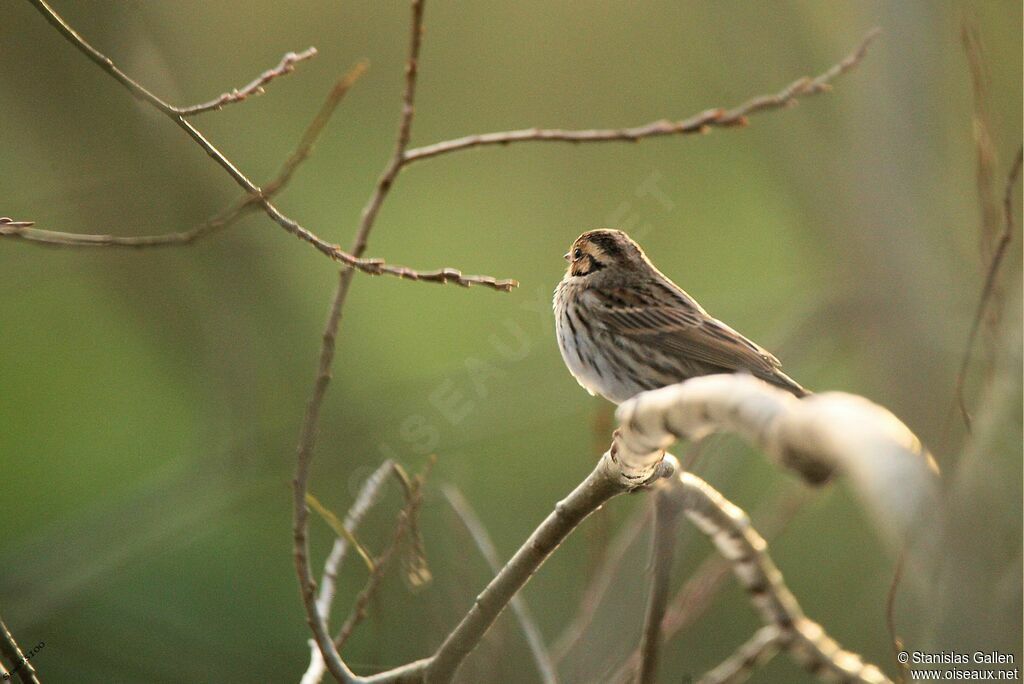 Little Bunting