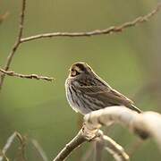 Little Bunting