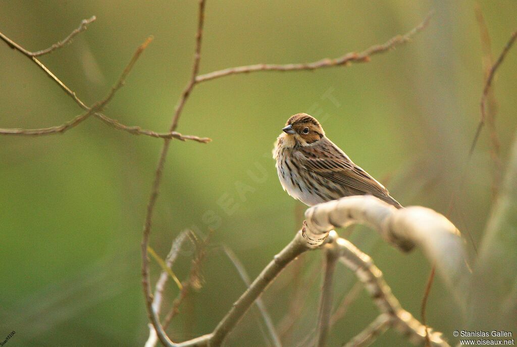 Little Bunting