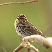 Little Bunting