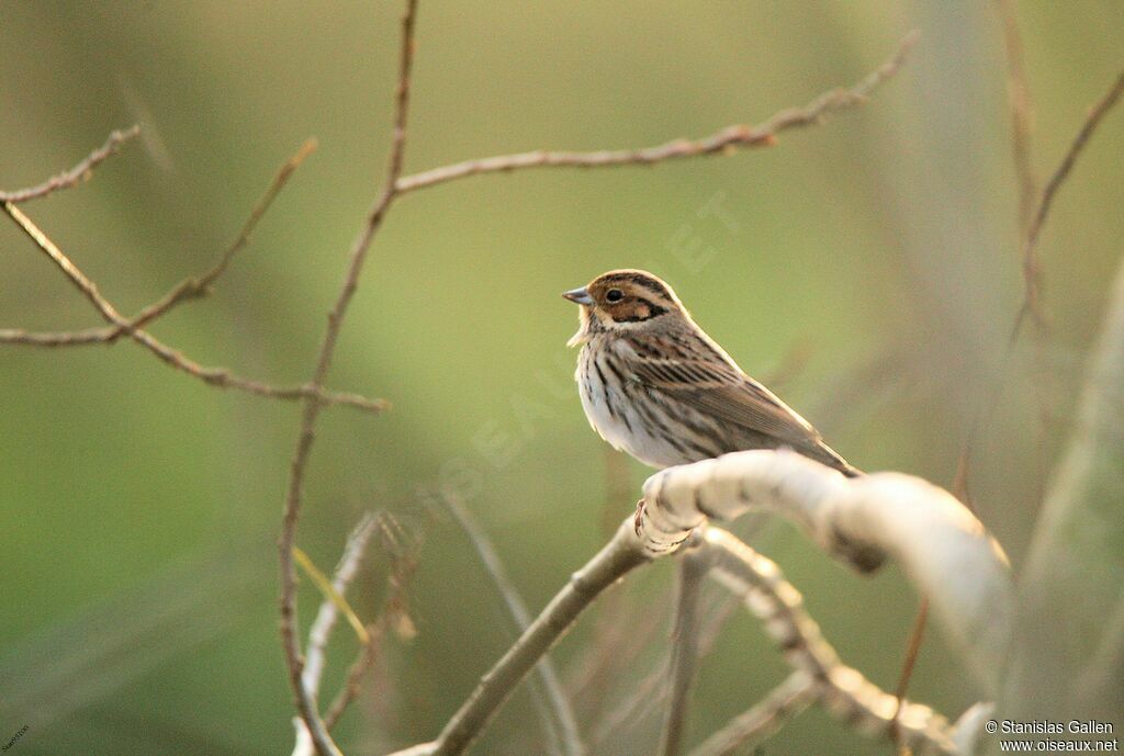 Little Bunting