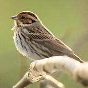 Little Bunting