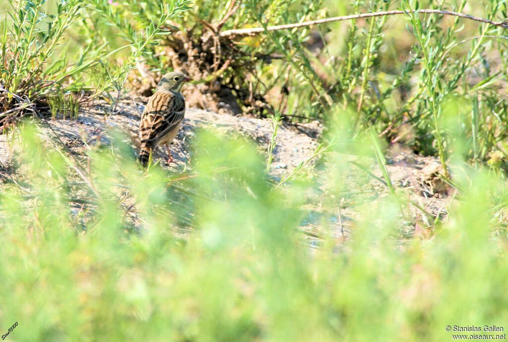 Ortolan Buntingadult breeding