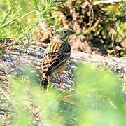 Ortolan Bunting