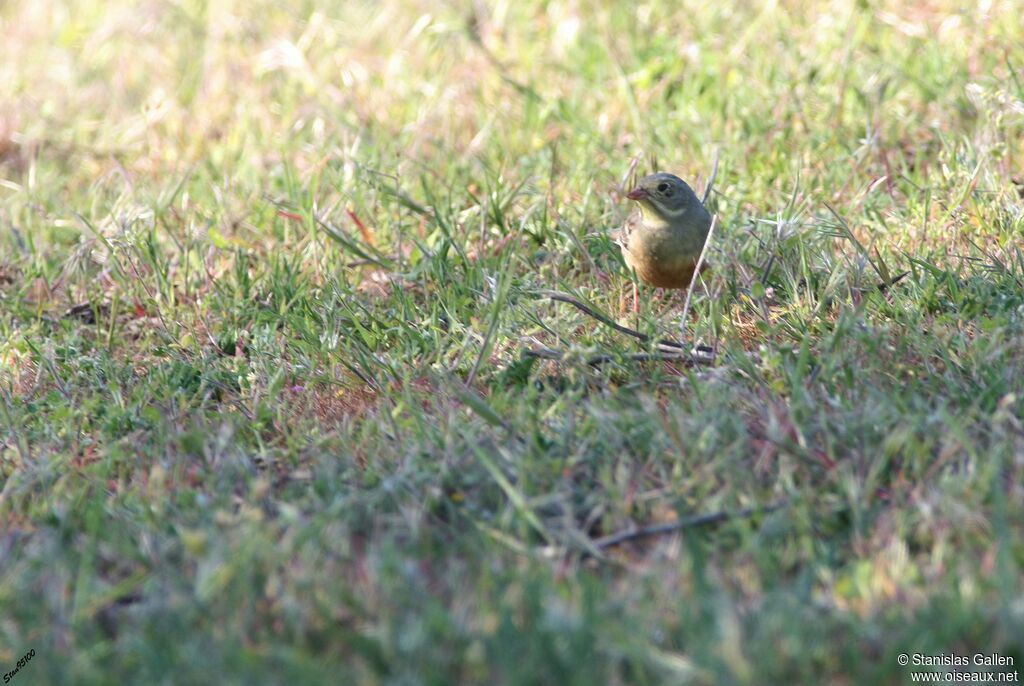 Ortolan Bunting