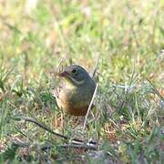 Ortolan Bunting