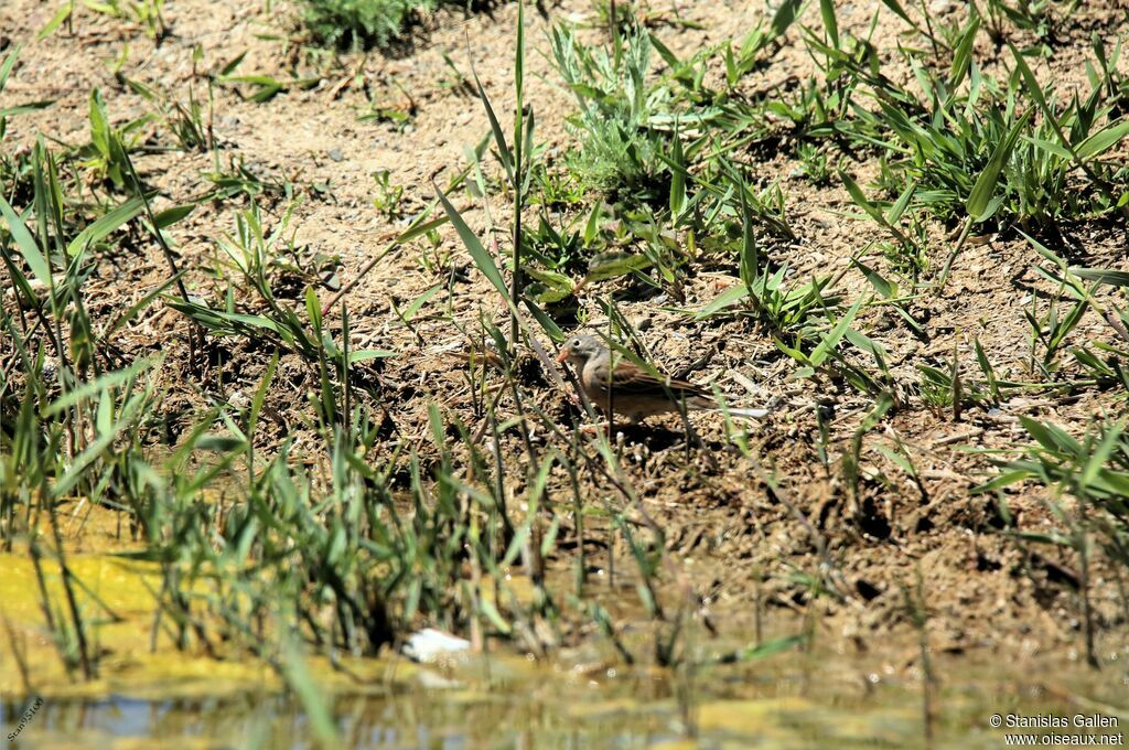 Ortolan Bunting male adult breeding, Reproduction-nesting