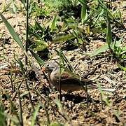 Ortolan Bunting