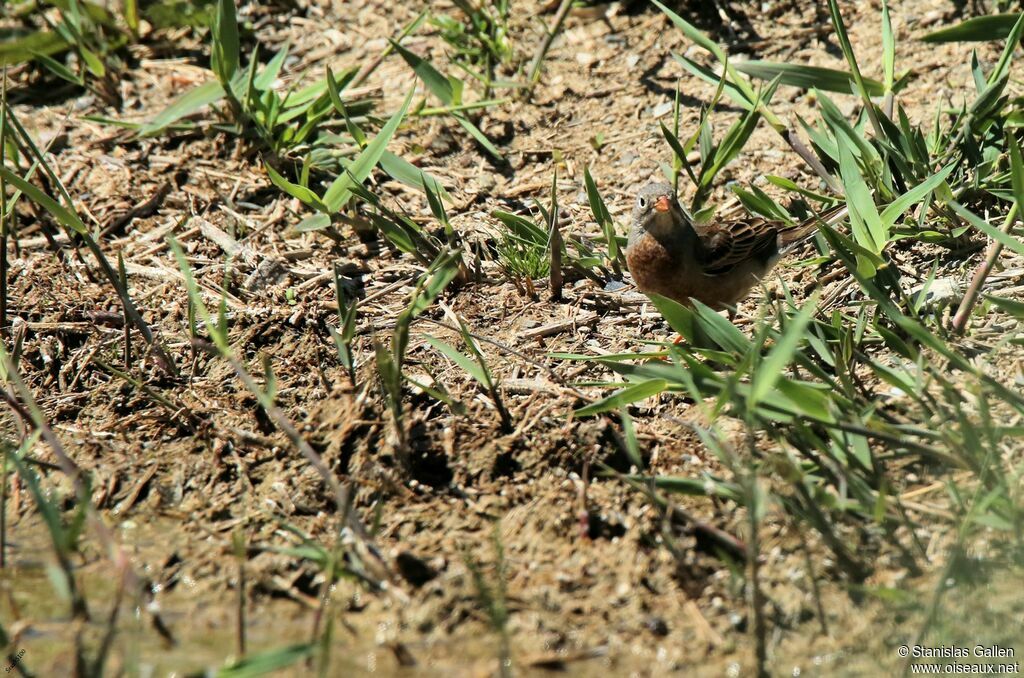 Ortolan Bunting male adult breeding, Reproduction-nesting