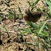 Ortolan Bunting