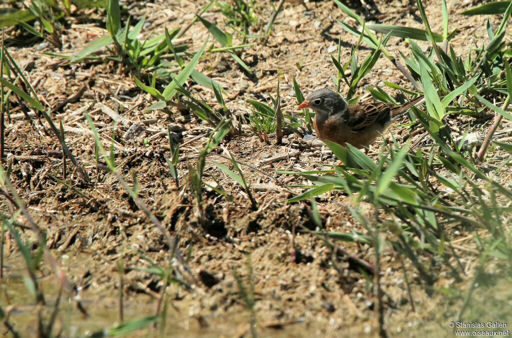 Ortolan Bunting male adult breeding