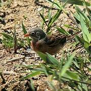 Ortolan Bunting