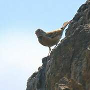 Ortolan Bunting