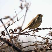 Corn Bunting