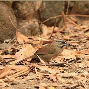 Rusty Sparrow