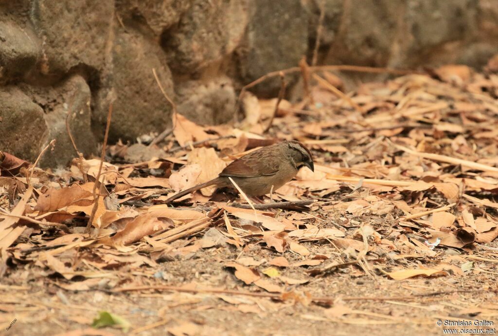 Rusty Sparrow male adult breeding