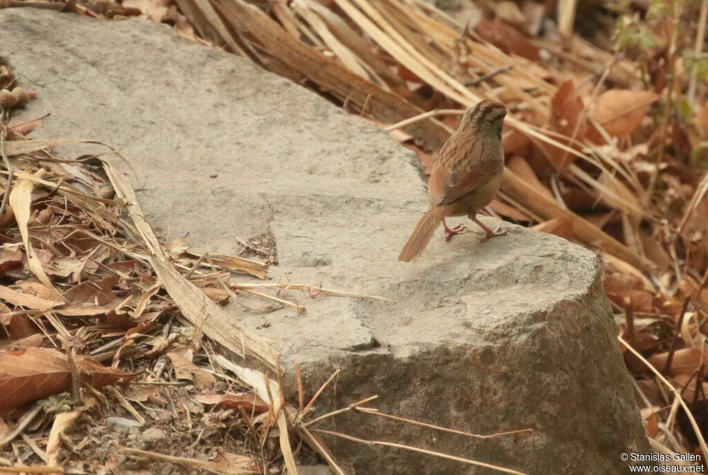 Rusty Sparrow male adult breeding