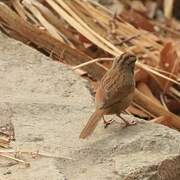 Rusty Sparrow