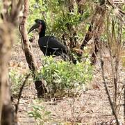 Abyssinian Ground Hornbill