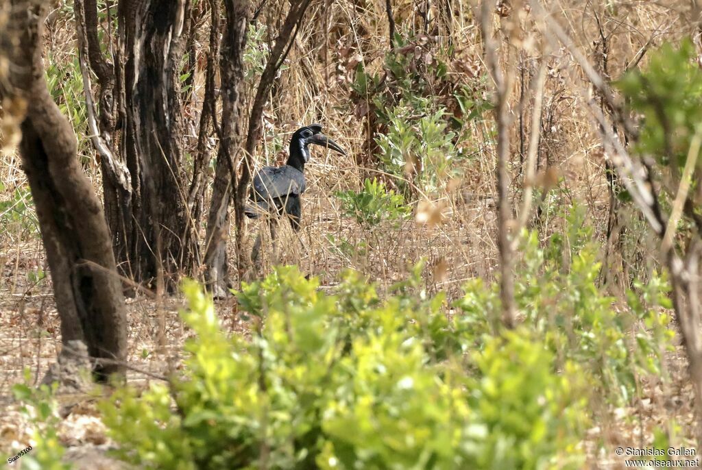 Abyssinian Ground Hornbill female immature