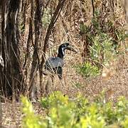 Abyssinian Ground Hornbill