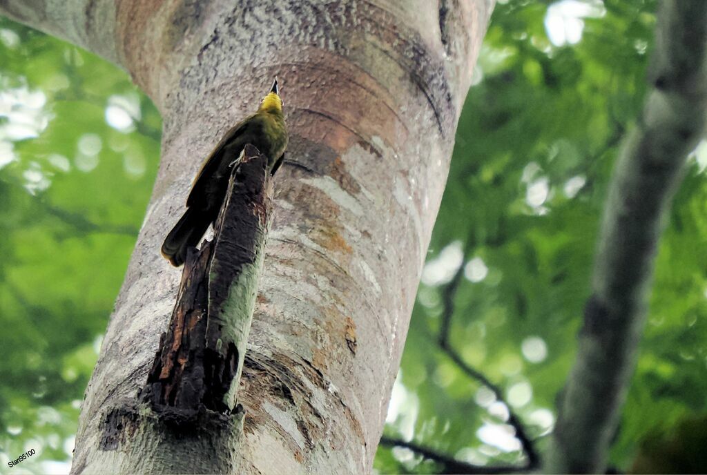 Yellow-bearded Greenbul male adult breeding