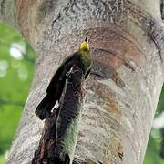 Yellow-bearded Greenbul