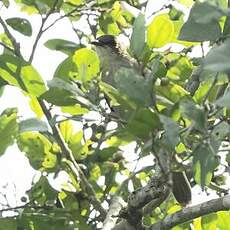 Bulbul à bec grêle