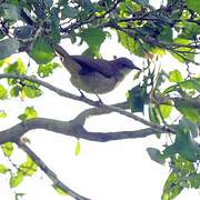 Slender-billed Greenbul