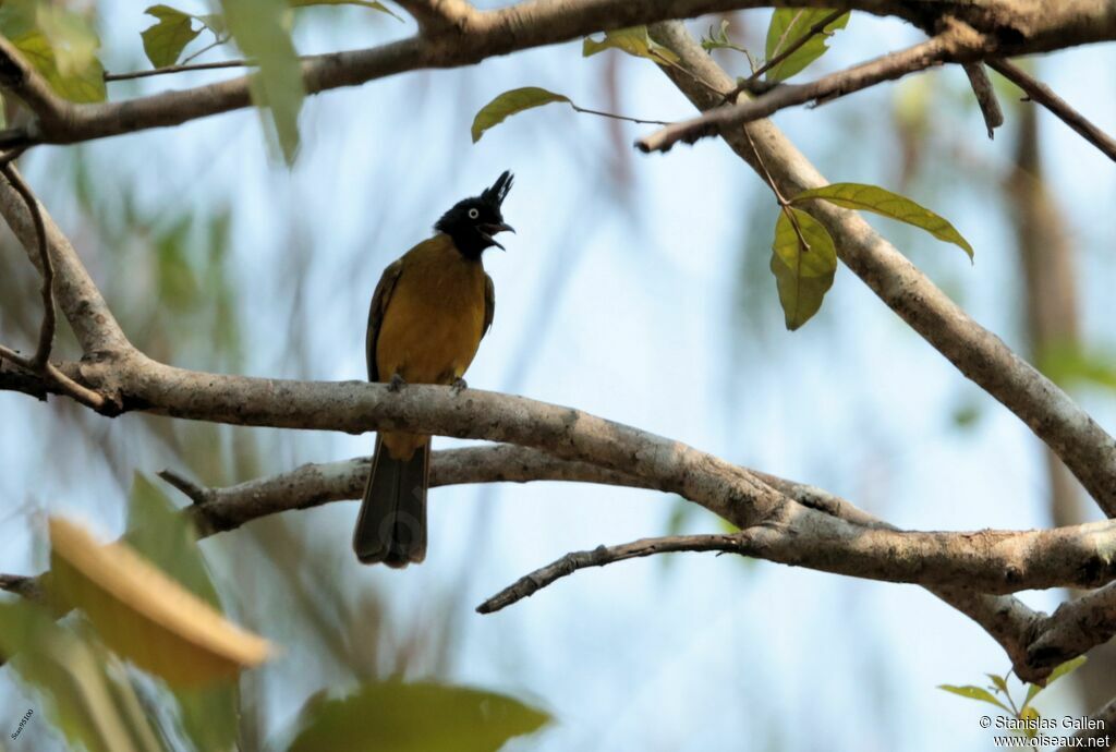 Bulbul à huppe noireadulte, chant