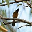 Bulbul à huppe noire