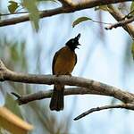 Bulbul à huppe noire