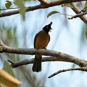 Black-crested Bulbul